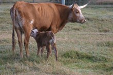 RJF FORGET ME NOT CALF  TAG 265