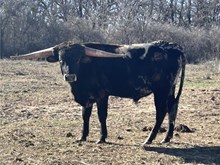 ERZ BWANA'S WILDFIRE