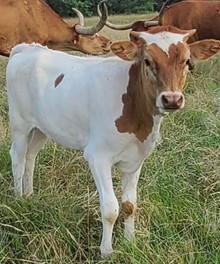 COWBOY TUFF CHEX X HR J-GAL - EMBRYOS 20-01`