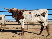 WL CHARRO'S DESTINY