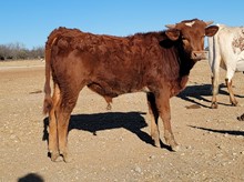 Jammin Tex x RJF Cowgirl Glory