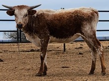 DEL CHARRO X SILVER COMET