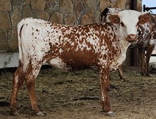 WL CHARRO'S DREAM GIRL