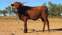 WL CHARRO'S RED REBELLION