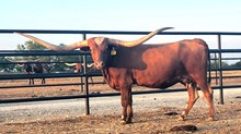 HL Dixie Chick