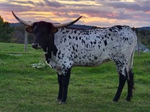 WL CHARRO'S AURORA