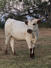 WL LUNA BELLE