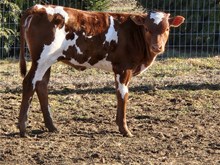 Kid Rock Heifer
