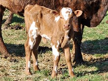 Bugizm Heifer Calf
