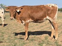 G1F ONE TUFF GINGER X BR JUNGLE JIM - TAG 2459