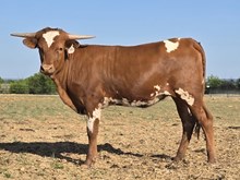 HR REBEL BANG X BR JUNGLE JIM TAG 2054