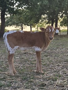 TEXANA TINSEL X BR CRACKER JACK - TAG 4942