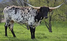 WL CHARRO'S AURORA