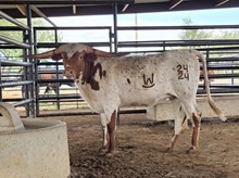 WL DAZZLE ME DARLING 