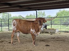 BL MONIKA’S BLOSSOM HOF