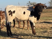 Sham Rock My World x HL Heads Up - Tag 1907