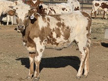 MN REBEL ZOEY x PCC MIDAS TOUCH  - TAG 2876