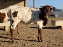 MN REBEL ZOEY x HL HEADS UP - TAG 3431