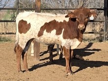 DW FAST STUFF x  HL HEADS UP - TAG 2530