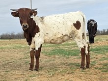 MN REBEL ZOEY x HL HEADS UP - TAG 3431