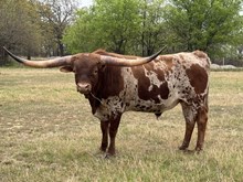 MN Charro's  Playboy Angel