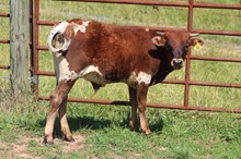 21-38 Steer