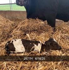 SADDLE JEWEL X BR JUNGLE JIM - TAG 2577
