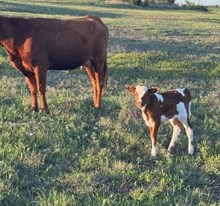 #2509 HR Chamois x Rebel HR (h)