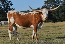 RJF WORTH THE JAM 328