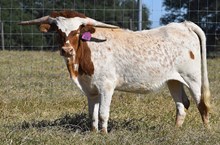 RJF SOUTHERN ROCK 428