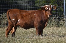 REBEL HR X ALLENS DARK CHERRY 193 ET (H) TAG 454