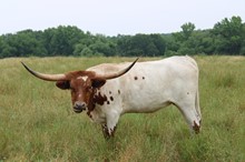 Dove Runner