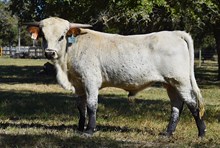 BR JUNGLE JIM X ROSE BLOSSUM ET (B) TAG 462