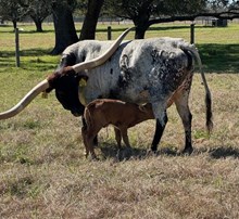 PCC MIDAS TOUCH X  RJF SHEZA BRICK (b) Tag 503
