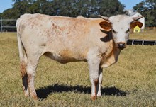 RJF PACIFIC CANDY 504 