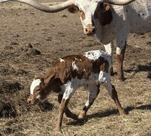 CR DEEP JAM X WT KID ROCK (H) TAG 506