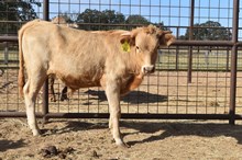 RHF AWESOME ATTRACTION X PCC MIDAS TOUCH  TAG 517