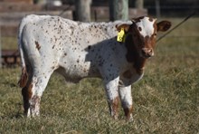 RJF RURAL ROMANCE 206 x WT KID ROCK TAG 523