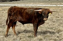 Anna Jam 24 bull