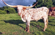 RWL FOXY LADY