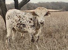 ICON x FGR SUNNY TARI bull