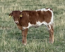 Cinnamon Spice 25 hef