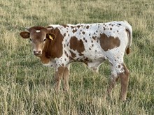 Top Pearl 25 bull