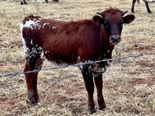 SERAPE ECR x FGR SUNNY TARI heifer
