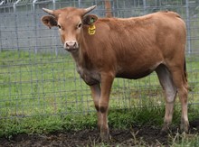 6CR JAMMIN COWGIRL