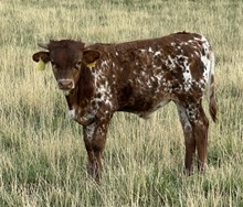Tuff N Whirl 25 bull