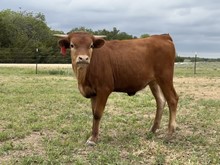 BUX Jammin Texanna