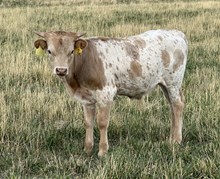Forgetful 25 bull