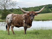 424 TCC COWGIRL STAR