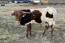 Tuff Megan 24 bull